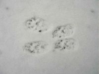 Fouine. Traces de fouine au repos dans la neige. Cliquer pour agrandir l'image.