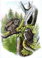 Hibou petit-duc et strix pygmaea