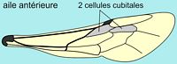 L'osmie cornue. Cellules cubitales de l'aile antérieure (auteur Pancrat). Cliquer pour agrandir l'image.