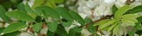 Pyrrhosoma nymphula. Sur robinier, Côtes de Clermont. Cliquer pour agrandir l'image.