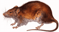 Le rat brun ou rat d'égout. Dessin. Cliquer pour agrandir l'image.