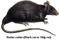 Le rat noir ou rat des champs. Dessin. Cliquer pour agrandir l'image.