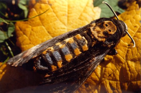 Le Sphinx T te de mort Acherontia Atropos Le Sphinx T te de mort Acherontia Atropos