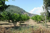 La ville de Dalyan en Anatolie. Verger de citronniers à Çandir. Cliquer pour agrandir l'image dans Adobe Stock (nouvel onglet).