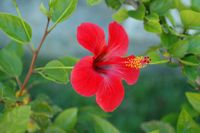 La flore et la faune de l'Anatolie. Hibiscus rosa-sinensis. Cliquer pour agrandir l'image.