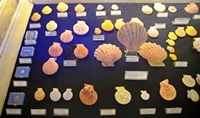 Le musée maritime de Bodrum en Anatolie. Collection de coquillages. Cliquer pour agrandir l'image.