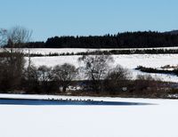 L'étang de Pulvérières en Auvergne. Canards colverts sur l'étang de Pulvérières en hiver. Cliquer pour agrandir l'image.