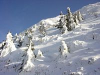 Le Puy de Dôme en Auvergne. Epiceas sous la neige. Cliquer pour agrandir l'image.