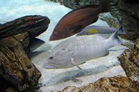 A fauna da ilha de Cabrera em Maiorca - Garoupa moreno (Epinephelus marginatus) ao aquário de Colónia de Sant Jordi. Clicar para ampliar a imagem em Adobe Stock (novo guia).