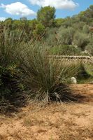 Naturpark Mondragó Mallorca - Hauptverkehrs würzig (Juncus acutus) im Teich Ses Fonts de n'Alis. Klicken, um das Bild in Adobe Stock zu vergrößern (neue Nagelritze).