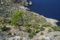 El pueblo de Port de Pollensa en Mallorca - El mirador del Palomar. Haga clic para ampliar la imagen en Adobe Stock (nueva pestaña).