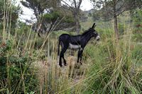 The city of Escorca Mallorca - Donkey at Lake Cúber. Click to enlarge the image in Adobe Stock (new tab).