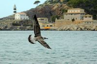 Flora and fauna of the Balearic Islands - backed Gull. Click to enlarge the image.