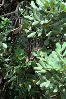 Flora e fauna das Baleares - Frutos de alfarrobeira Bunyola. Clicar para ampliar a imagem.