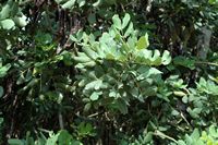 Flora and fauna of the Balearic Islands - Leaves carob Bunyola. Click to enlarge the image.