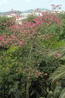 Flora e fauna das Baleares - Arbusto perto Almudaina. Clicar para ampliar a imagem.