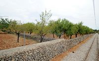 Flora en fauna van de Balearen - Teelt van amandelbomen in de vlakte van Palma. Klikken om het beeld te vergroten.