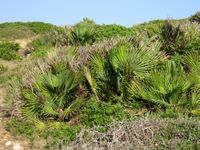Flora e fauna delle Isole Baleari - Palma nana (Chamaerops humilis) Cala Mesquida (autore Olaf Tausch). Clicca per ingrandire l'immagine.