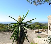 Flora und Fauna der Balearen - glitzernde Yucca (Yucca gloriosa) am Schrein von Cura. Klicken, um das Bild zu vergrößern.