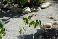 Flora en fauna van de Balearen - Koninginnenpage (Papilio machaon) in Bonany. Klikken om het beeld te vergroten.