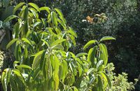 Flora and fauna of the Balearic Islands - Swallowtail butterfly (Papilio machaon) in Bonany. Click to enlarge the image.