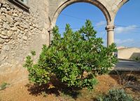 Flora en fauna van de Balearen - Aardbeiboom (Arbutus unedo). Klikken om het beeld te vergroten.