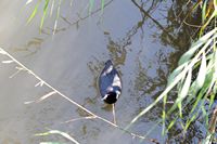 Flora and fauna of the Balearic Islands - Red-knobbed Coot (Fulica cristata) to Albufera. Click to enlarge the image.