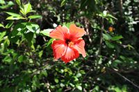 Flora e fauna das Baleares - Hibiscus Rosa da China (Hibiscus rosa-sinensis). Clicar para ampliar a imagem.