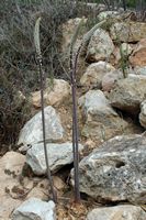 Flora en fauna van de Balearen - Maritieme sterhyacint (Drimia maritima). Klikken om het beeld te vergroten.