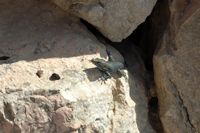 Flora and fauna of the Balearic Islands - Balearic lizard (Podarcis lilfordi). Click to enlarge the image.