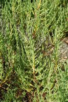 Flore et faune des Baléares. Salicorne pourpre (Salicornia ramosissima) à Mondragó. Cliquer pour agrandir l'image.