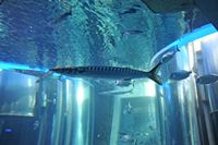 A fauna da ilha de Cabrera em Maiorca - Barracuda europeu (Sphyraena sphyraena). Clicar para ampliar a imagem.