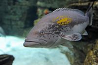De fauna van het eiland van Cabrera in Majorca - Gold blotch grouper (Epinephelus costae). Klikken om het beeld te vergroten.
