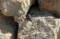 A fauna da ilha de Cabrera em Maiorca - Lagarto-da-ilha-de-ratas (Podarcis lilfordi). Clicar para ampliar a imagem.