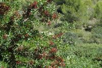 La faune de l'île de Cabrera à Majorque. Pouillot fitis (Phylloscopus trochilus) sur lentisque. Cliquer pour agrandir l'image.
