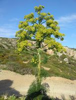 A flora da ilha de Cabrera em Maiorca - Canafrecha (Ferula communis) (autor Davarg73). Clicar para ampliar a imagem.