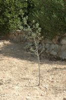 La flore de l'île de Cabrera à Majorque. Nerprun des Baléares (Rhamnus ludovici-salvatoris). Cliquer pour agrandir l'image.