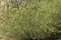 A flora da ilha de Cabrera em Maiorca - Erva-doce comum (Foeniculum vulgare). Clicar para ampliar a imagem.