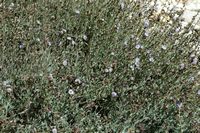 A flora da ilha de Cabrera em Maiorca - Globulária matagoso (Globularia alypum). Clicar para ampliar a imagem.