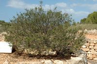 De flora van het eiland van Cabrera in Majorca - Zonneroosje van Montpellier (Cistus monspeliensis). Klikken om het beeld te vergroten.