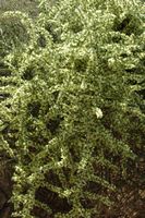 A flora da ilha de Cabrera em Maiorca - Espargo-bravo-menor (Espargos acutifolius). Clicar para ampliar a imagem.