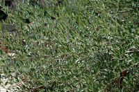 De flora van het eiland van Cabrera in Majorca - Wilde olijfboom (Olea europaea var. sylvestris). Klikken om het beeld te vergroten.
