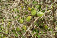 A flora da ilha de Cabrera em Maiorca - Withania frutescens (Withania frutescens). Clicar para ampliar a imagem.