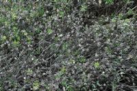 De flora van het eiland van Cabrera in Majorca - Phagnalon van de rotsen (Phagnalon saxatile). Klikken om het beeld te vergroten.