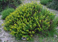 De flora van het eiland van Cabrera in Majorca - Geel Ononis (Ononis crispa). Klikken om het beeld te vergroten.