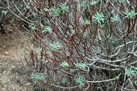 De flora van het eiland van Cabrera in Majorca - Boomvormige wolfsmelk (Euphorbia dendroides). Klikken om het beeld te vergroten.