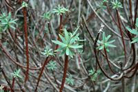 A flora da ilha de Cabrera em Maiorca - Eufórbio arborescente (Euphorbia dendroides). Clicar para ampliar a imagem.