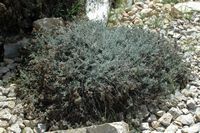 De flora van het eiland van Cabrera in Majorca - Immortal van de duinen (Helichrysum stoechas). Klikken om het beeld te vergroten.