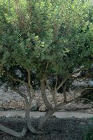 A flora da ilha de Cabrera em Maiorca - Pistacheiro lentisca (Pistacia lentiscus). Clicar para ampliar a imagem.