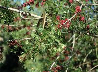 Der Naturpark Albufera auf Mallorca - lentic Pistazie (Pistacia lentiscus). Klicken, um das Bild zu vergrößern.